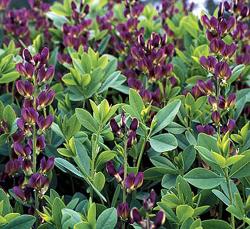 <i>Baptisia</i> x <i>variicolor</i> ‘Twilite’