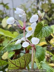 <i>Begonia grandis</i> ssp. <i>evansiana</i> &lsquo;Alba&rsquo;
