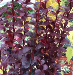 <i>Berberis thunbergii f. atropurpurea</i> ‘Helmond Pillar’