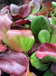 <i>Bergenia cordifolia</i> ‘Winterglut’