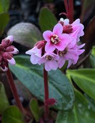 <i>Bergenia</i> ‘Pink Dragonfly’