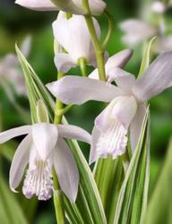 <i>Bletilla striata</i> ‘Alba Variegata’