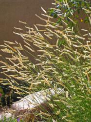 <i>Bouteloua gracilis</i> ‘Blonde Ambition’