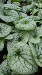 <i>Brunnera macrophylla</i> ‘Alexanders Great’