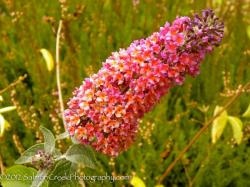 <i>Buddleja</i> x <i>weyeriana</i> ‘Bicolor’