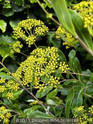 <i>Bupleurum fruticosum</i>
