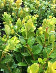 <i>Buxus sinica</i> var. <i>insularis</i> ‘Wintergreen’