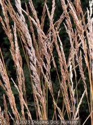 <i>Calamagrostis</i> x <i>acutiflora</i> ‘Karl Foerster’