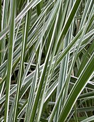 <i>Calamagrostis arundinacea</i> ‘Overdam’