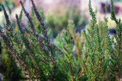 <i>Calluna vulgaris</i> ‘Dark Beauty’