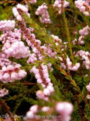 <i>Calluna vulgaris</i> ‘H. E. Beale’