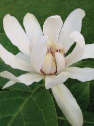 <i>Calycanthus</i> x ‘Venus’