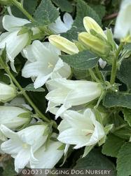 <i>Campanula ochroleuca</i> &lsquo;Mrs. V. Vollenhove&rsquo;