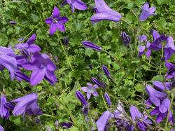 <i>Campanula portenschlagiana</i> ‘Resholt Variety’