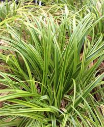 <i>Carex dolichostachya</i> ‘Kaga Nishiki’