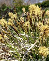 <i>Carex pensylvanica</i> ‘Straw Hat’