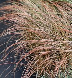 <i>Carex tenuiculmis</i>