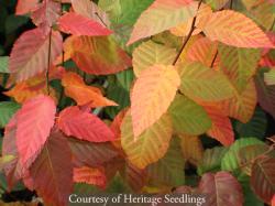 <i>Carpinus caroliniana Wisconsin Red�</i> &lsquo;MY Select Strain&rsquo;