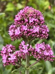 <i>Centranthus ruber</i> ‘Pretty Betsy’