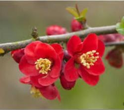 <i>Chaenomeles</i> x <i>superba</i> ‘Crimson and Gold’