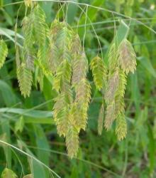 <i>Chasmanthium latifolium</i>