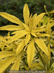 <i>Choisya</i> x <i>dewitteana</i> ‘Limo’