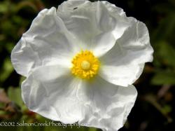 <em>Cistus</em>  ‘Snow White’