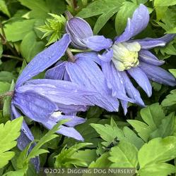 <i>Clematis macropetala</i> ‘Blue Bird’