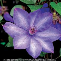 <i>Clematis</i> ‘Elsa Späth’