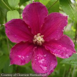 <i>Clematis</i> ‘Ernest Markham’