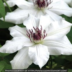 <i>Clematis</i> ‘Fragrant Star (Vancouver™)’