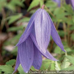 <i>Clematis alpina</i> ‘Francis Rivis’