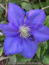 <i>Clematis</i> ‘General Sikorski’