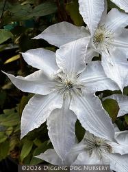 <i>Clematis</i> &lsquo;Gillian Blades&rsquo;
