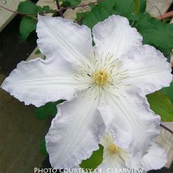 <i>Clematis</i> ‘Gillian Blades’