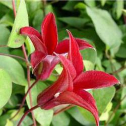 <i>Clematis</i> ‘Gravetye Beauty’