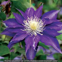 <i>Clematis</i> ‘Haku Ookan’