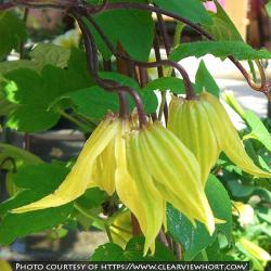 <i>Clematis chiisanensis</i> ‘Lemon Bells’