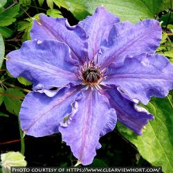 <i>Clematis</i> ‘Lord Neville’