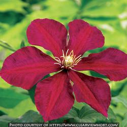 <i>Clematis</i> ‘Niobe’