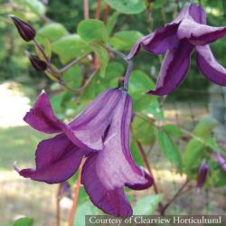 <i>Clematis</i> ‘Pamiat Serdtsa’