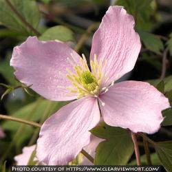 <i>Clematis montana</i> ‘Pink Perfection’