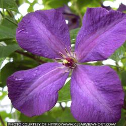 <i>Clematis viticella</i> ‘Polish Spirit’