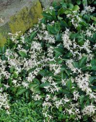 <i>Clematis</i> ‘Praecox’
