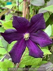 <i>Clematis</i> ‘Romantika’