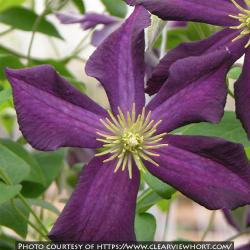 <i>Clematis</i> ‘Romantika’