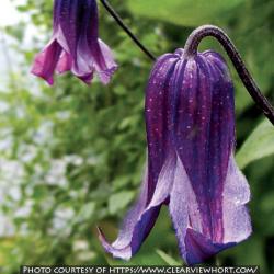 <i>Clematis</i> ‘Rooguchi’