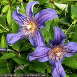 <i>Clematis</i> ‘Sapphire Indigo’