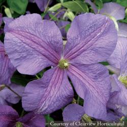 <i>Clematis</i> ‘Victoria’