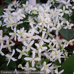 <i>Clematis terniflora</i>